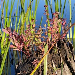 Meet your Posher, Jake